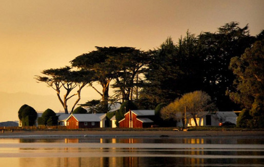 cypress grove from water by leslie sophia lindell 0